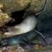 lion_sea_galapagos_cou_v_0193_ecu1298_rv.jpg